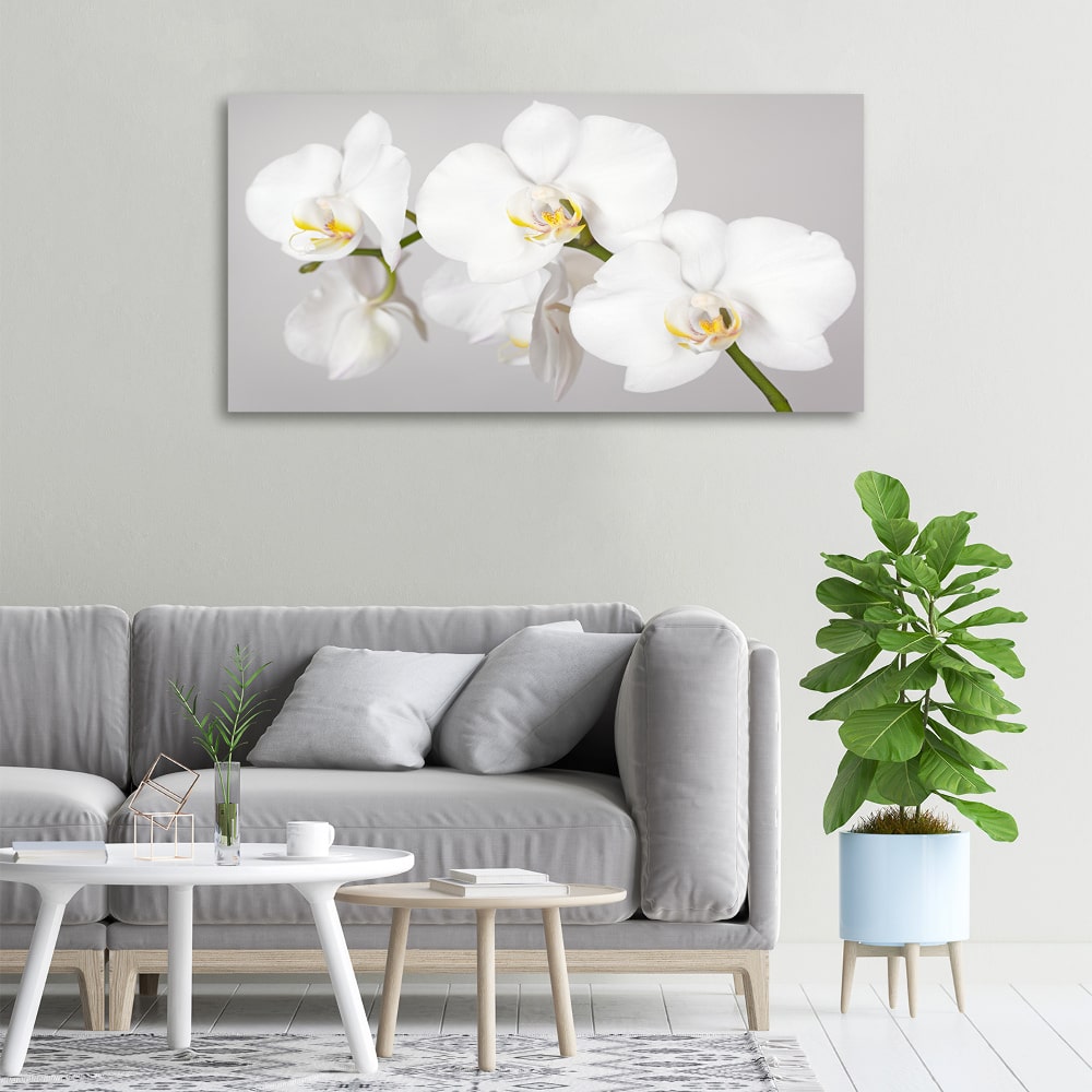 Budget Decor Magic: Jak udělat váš domov luxusním za méně